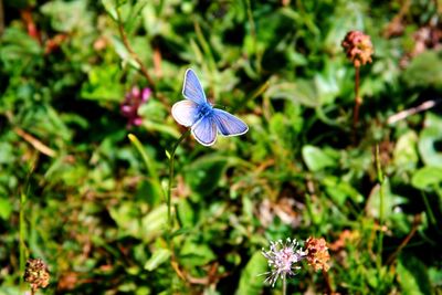 Close-up of insect on flower