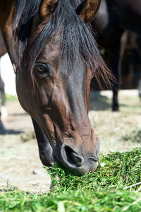 Close-up of horse on field