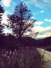 Scenic view of flowering tree on field against sky