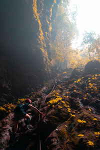 View of autumn trees on rock