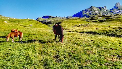 Horses in a field