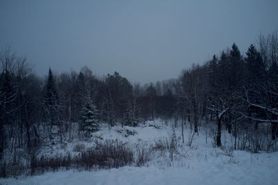 Bare trees on snow covered field