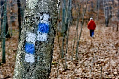 A walk in the woods