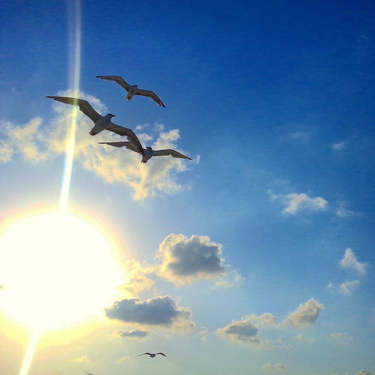 flying, low angle view, mid-air, sky, blue, air vehicle, airplane, silhouette, transportation, mode of transport, sun, animal themes, cloud - sky, sunbeam, bird, sunlight, wildlife, on the move, travel, motion