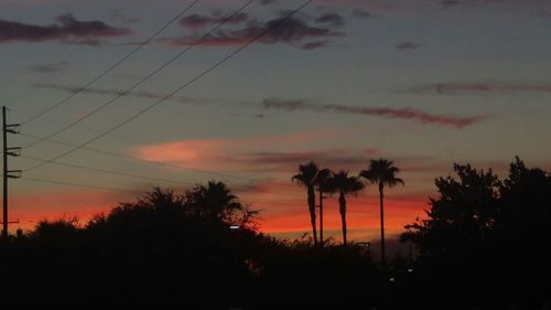 Silhouette of trees at sunset