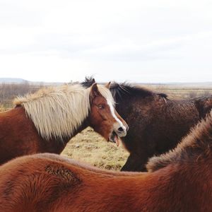 Horses standing on field against sky