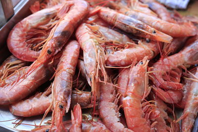 Fresh red shrimp of the mediterranean sea