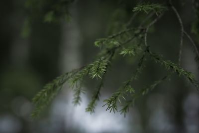 Close-up of pine tree leaves