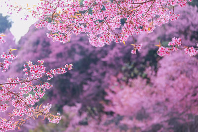 Pink cherry blossoms in spring