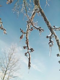 Low angle view of bare tree against blue sky