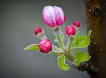 Close-up of pink flowers