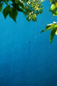 Branches of tree against blue sky