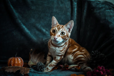 Portrait of ginger cat