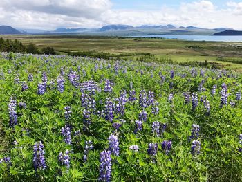 Flowers blooming on field against sky