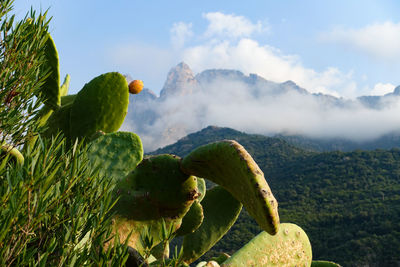 Close-up of cactus growing on tree against sky