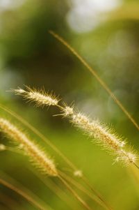 Close-up of plant against blurred background