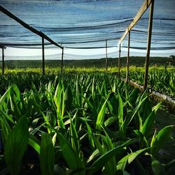 Scenic view of field