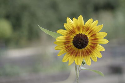 Close-up of sunflower