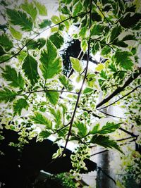 Low angle view of tree