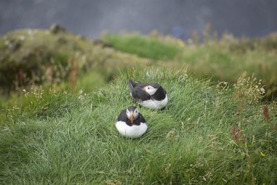 Close-up of bird on field