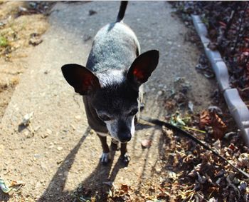 Close-up portrait of black outdoors