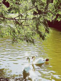 Swan floating on lake