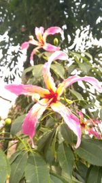 Close-up of pink flowers blooming outdoors