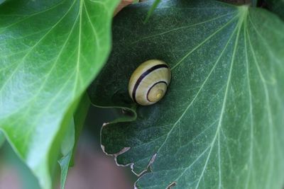 plant part