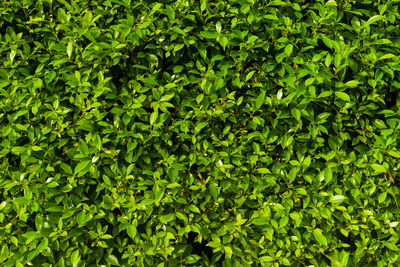 Full frame shot of fresh green plants