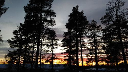 Low angle view of silhouette trees against sky