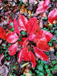 High angle view of red flowering plant on field