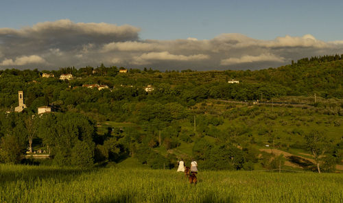 Scenic view of agricultural field against sky