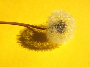 Macro shot of dandelion flower