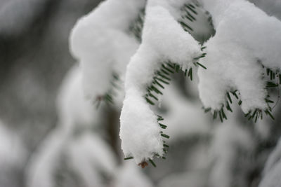 Close-up of frozen plant during winter