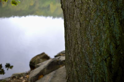 Close-up of tree trunk by lake against sky