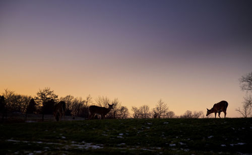 Deer on field against clear purple sky during sunset