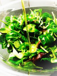 Close-up of vegetables in bowl