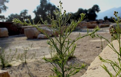 Close-up of fresh plants on field against trees