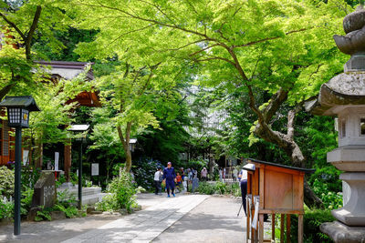 View of footpath along trees