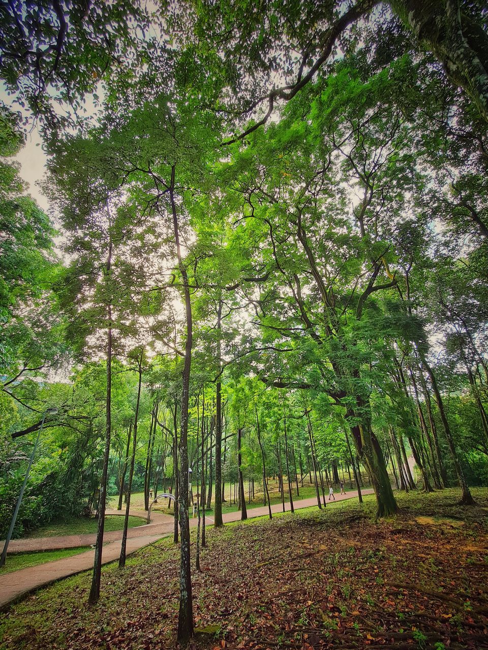 SCENIC VIEW OF FOREST