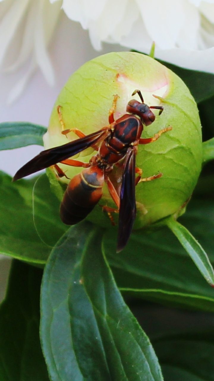 animals in the wild, close-up, plant part, animal wildlife, leaf, animal, plant, animal themes, insect, one animal, invertebrate, no people, green color, nature, growth, day, beauty in nature, focus on foreground, outdoors, flowering plant, pollination