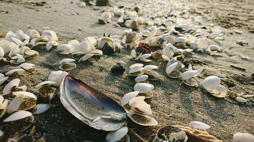 Close-up of seashells on beach