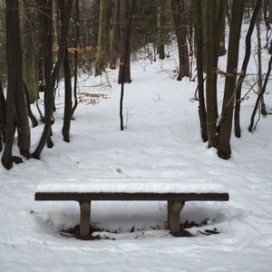 Snow covered trees on field
