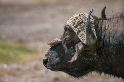 Bird perching on african buffalo