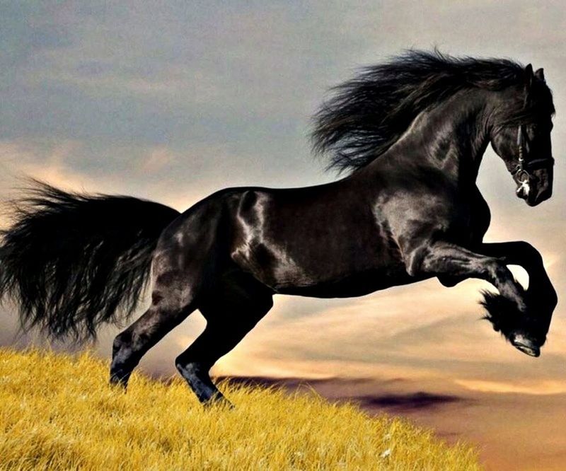 animal themes, one animal, horse, domestic animals, mammal, side view, black color, field, sky, standing, animal head, livestock, full length, working animal, nature, two animals, outdoors, herbivorous, no people, zoology