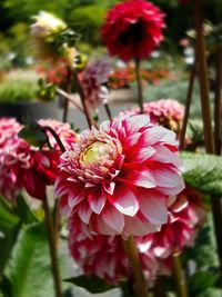 Close-up of pink flowering plant