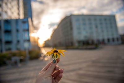 Close-up of hand holding flower in city