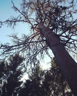 Low angle view of tree in forest against sky