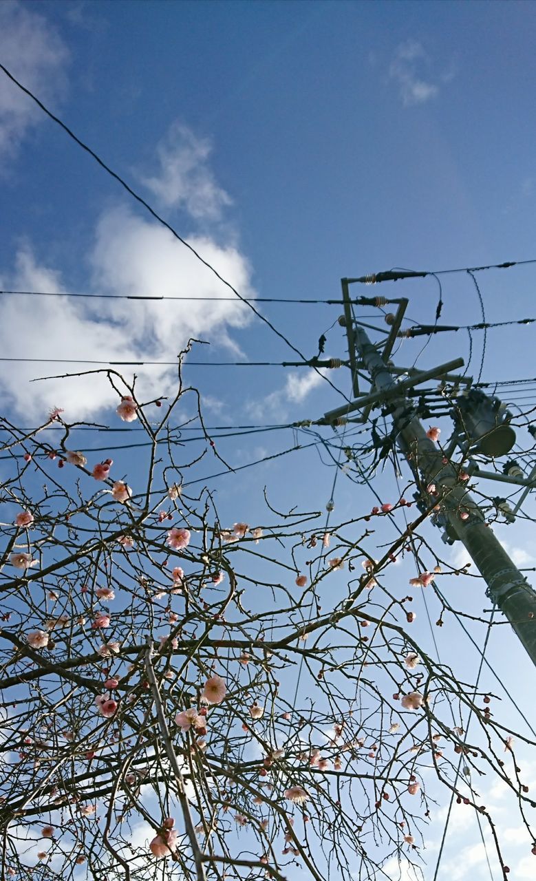 sky, low angle view, no people, cable, nature, cloud - sky, outdoors, tree, power line, power supply, day, beauty in nature