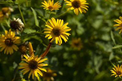 Yellow flowers in the garden. plants on the street. natural background of yellow inflorescences.